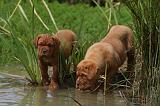 DOGUE DE BORDEAUX 308